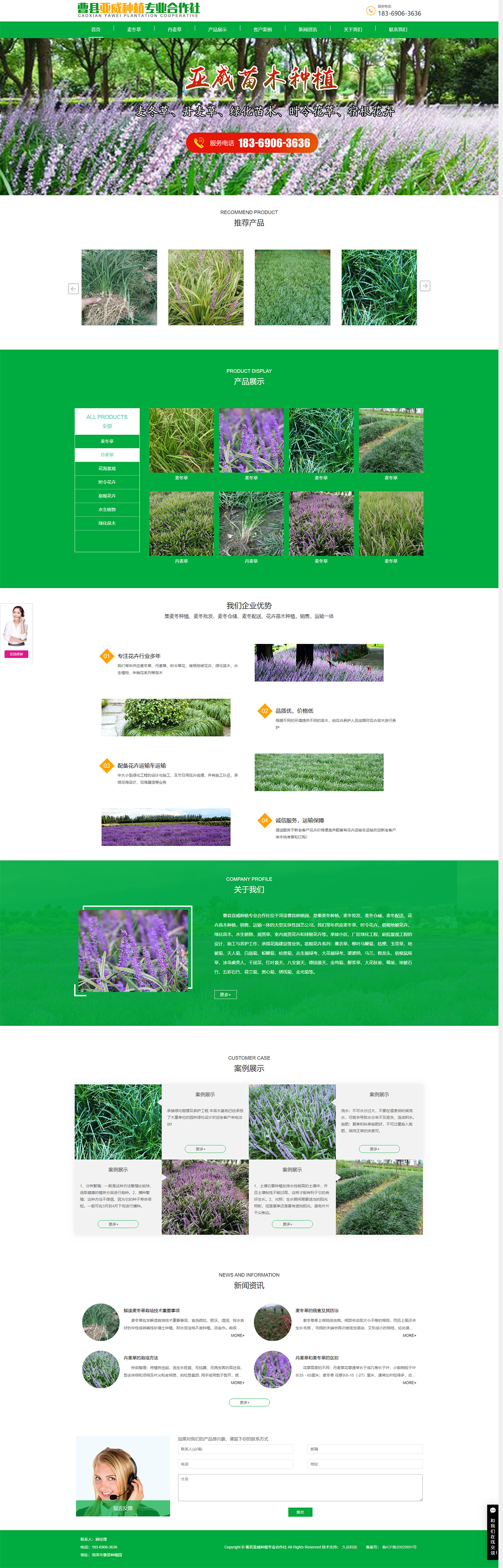 麦冬种植_麦冬批发_麦冬仓储_麦冬配送_花卉苗木_曹县亚威种植专业合作社.jpg